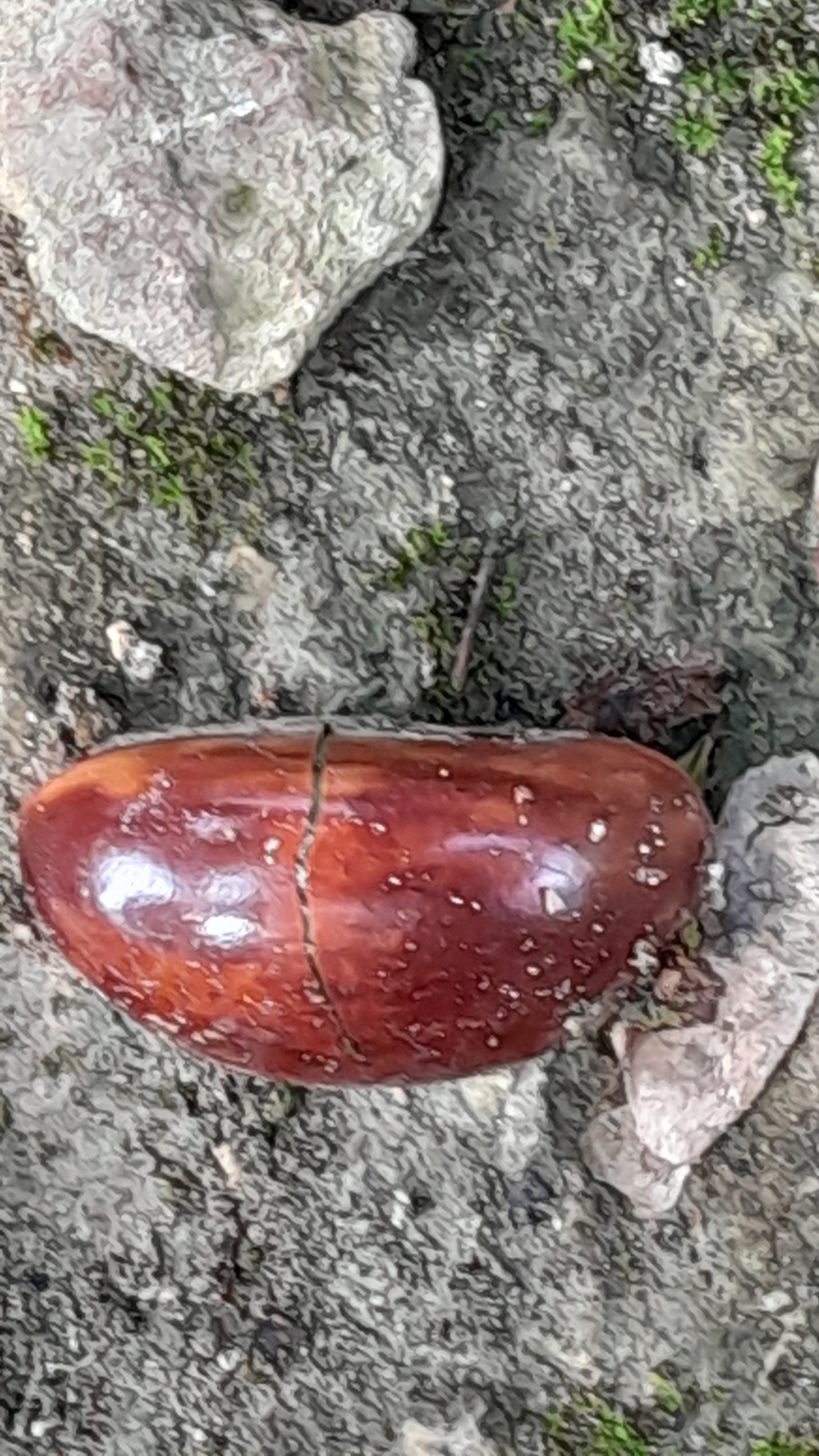 Imagem de Abiu-caramelo
