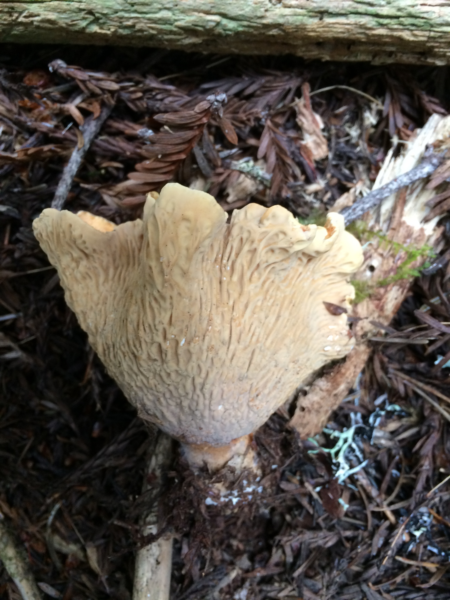 Gomphus kauffmanii image