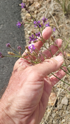Verbena intermedia, photograph 5