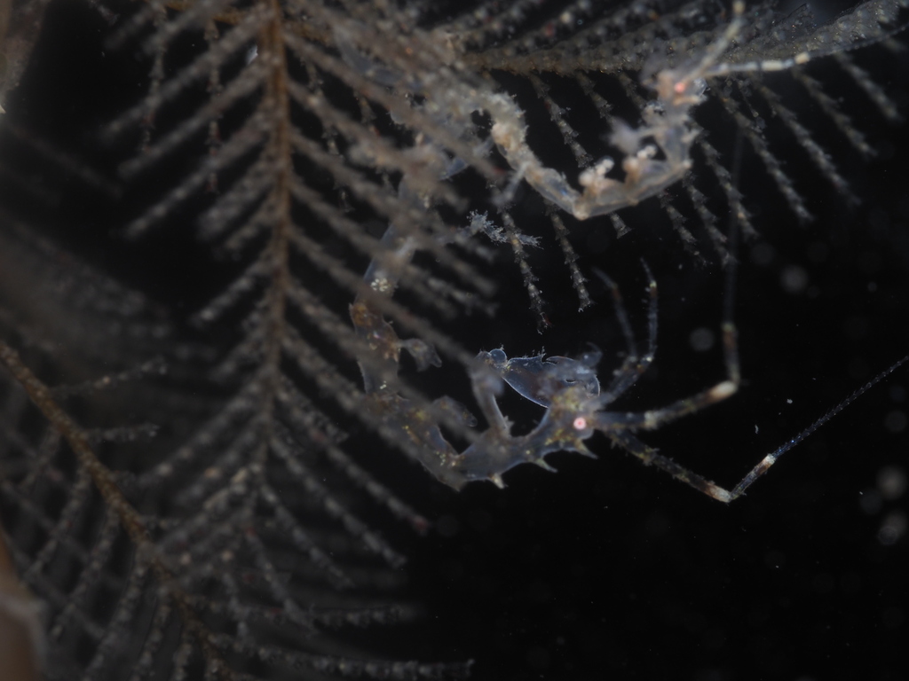 Pseudoprotella phasma