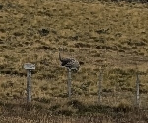 Lesser Rhea (Rhea pennata)