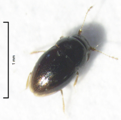 Ptenidium laevigatum
