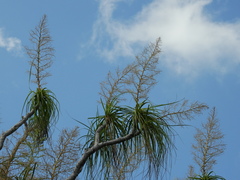 Beaucarnea recurvata