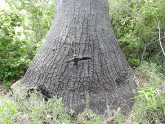 Beaucarnea recurvata