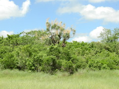 Beaucarnea recurvata
