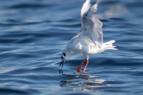 Bonaparte’s Gull｜博氏鸥 参考照片