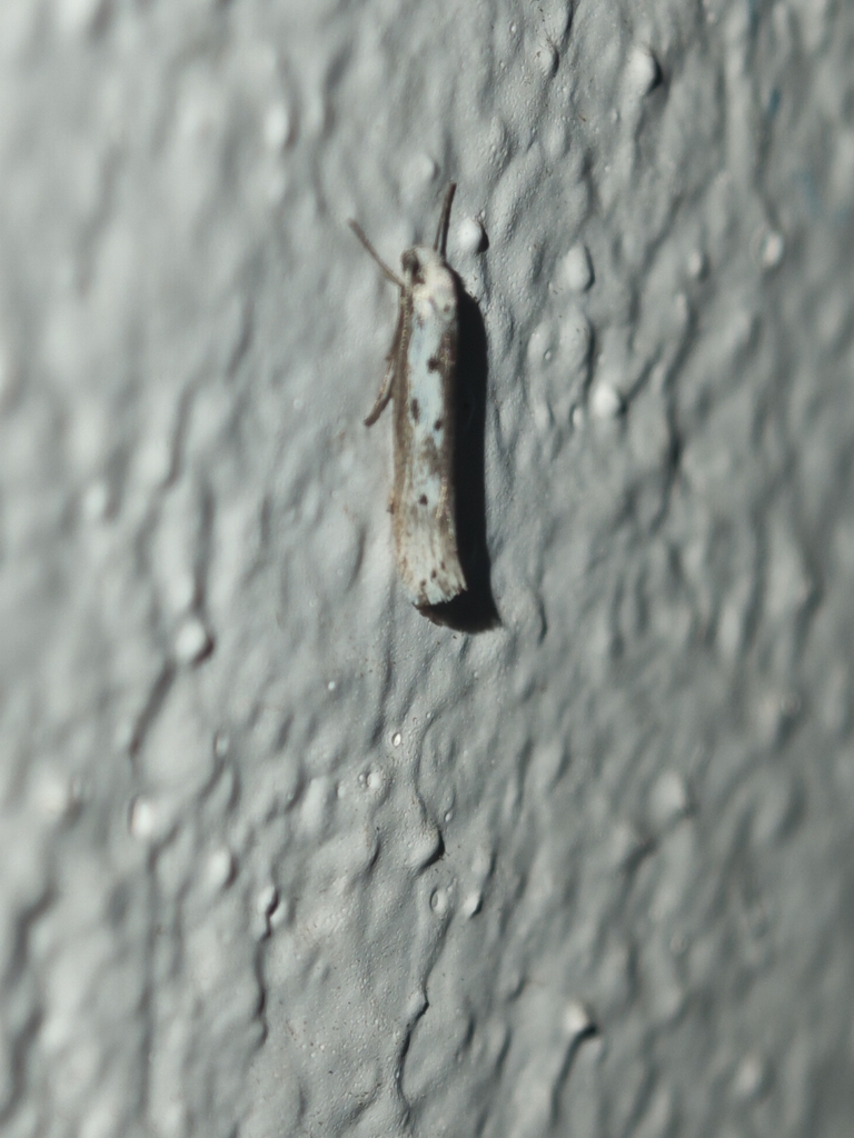 Ethmia terminella