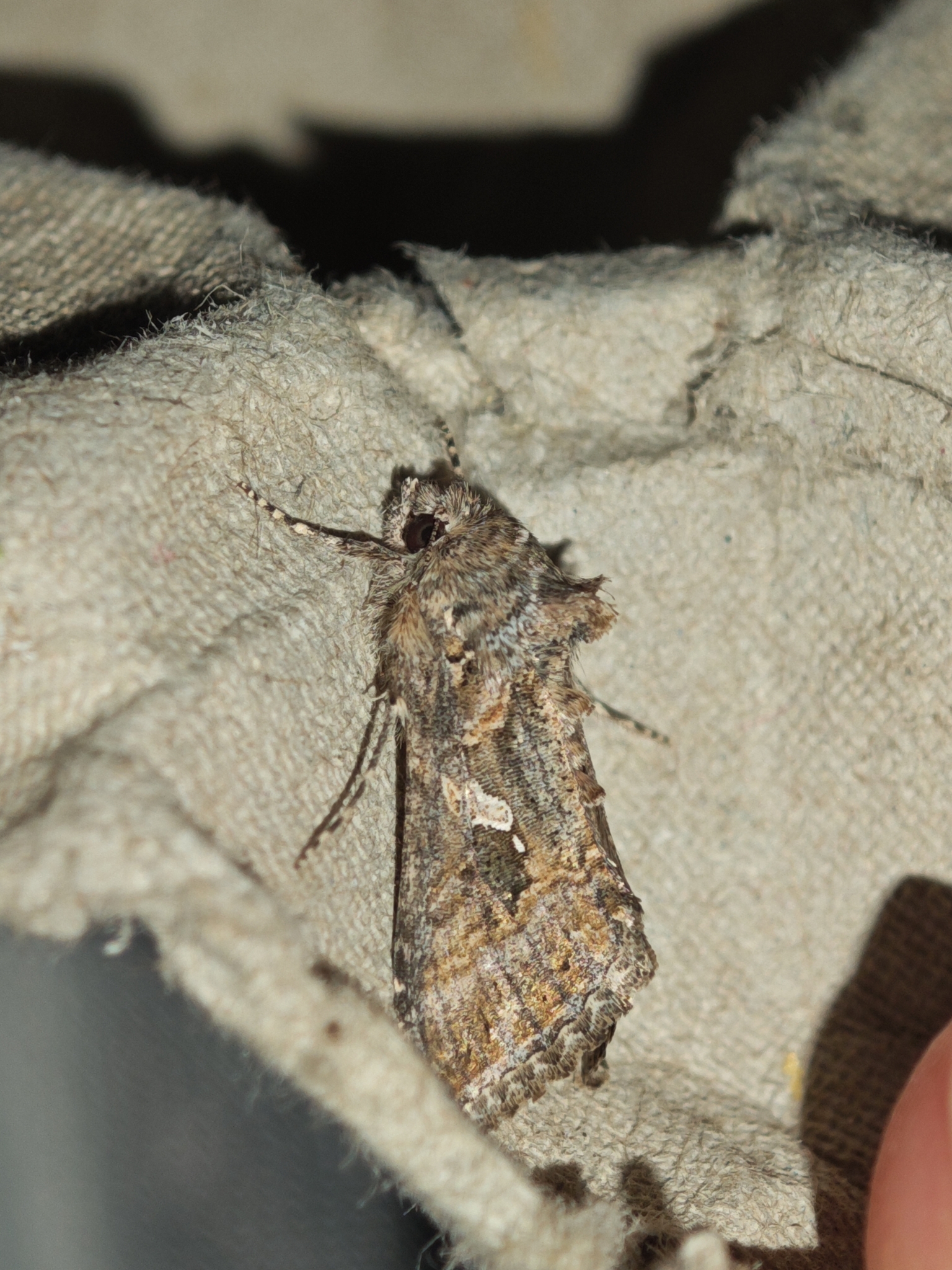 Oruga de la col