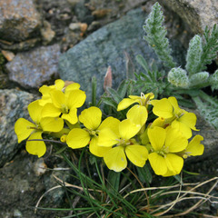 Erysimum jugicola
