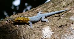 Lygodactylus picturatus