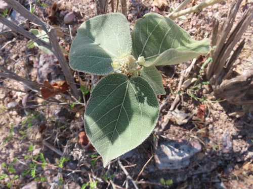 Sangre de toro (Croton suberosus)