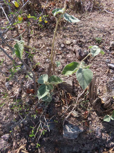 Sangre de toro (Croton suberosus)