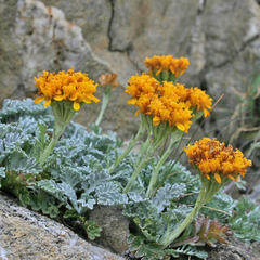 Jacobaea incana