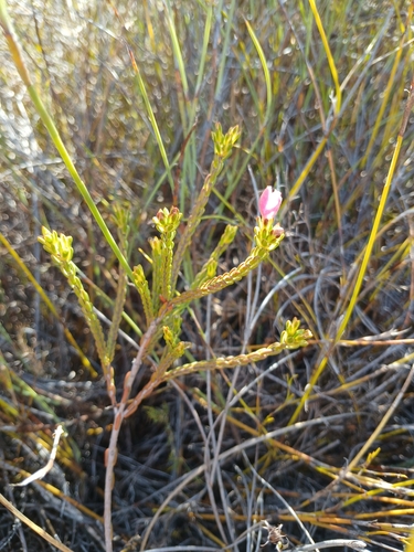 Image of Lachnaea grandiflora by no rights reserved