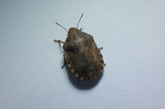 Eurygaster