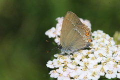 Satyrium acaciae