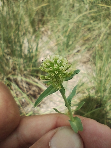 Image of Acicarpha tribuloides by (c) Matias Baranzelli, some rights reserved (CC BY)