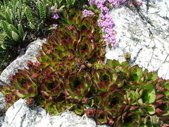 Sempervivum