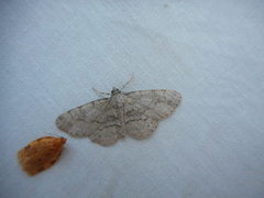 Iridopsis larvaria