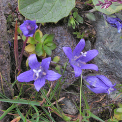 Campanula cenisia