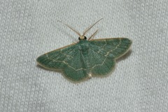 Chlorochlamys phyllinaria