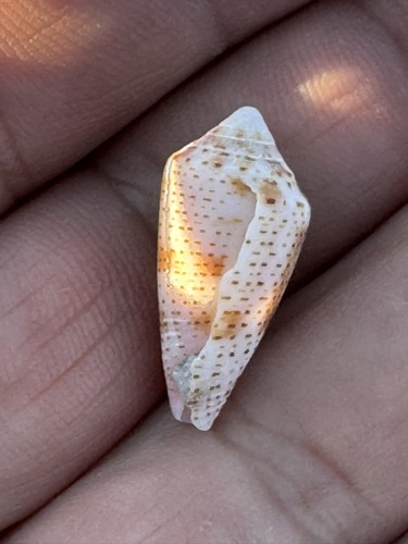 Conasprella ximenes observed 2025-02-02