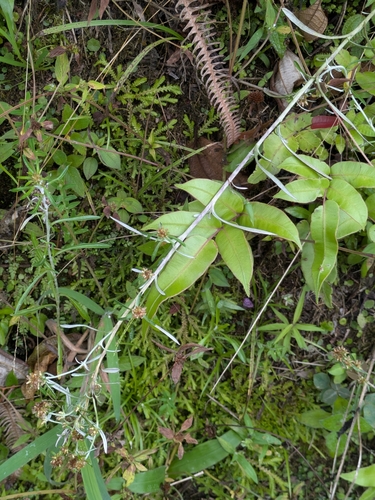 Image of Gamochaeta simplicicaulis by (c) portioid, some rights reserved (CC BY)