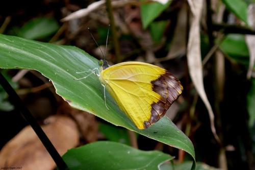 Large Vagrant