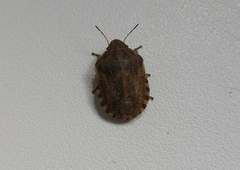 Eurygaster