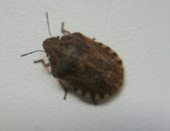 Eurygaster