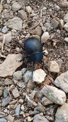 Timarcha tenebricosa