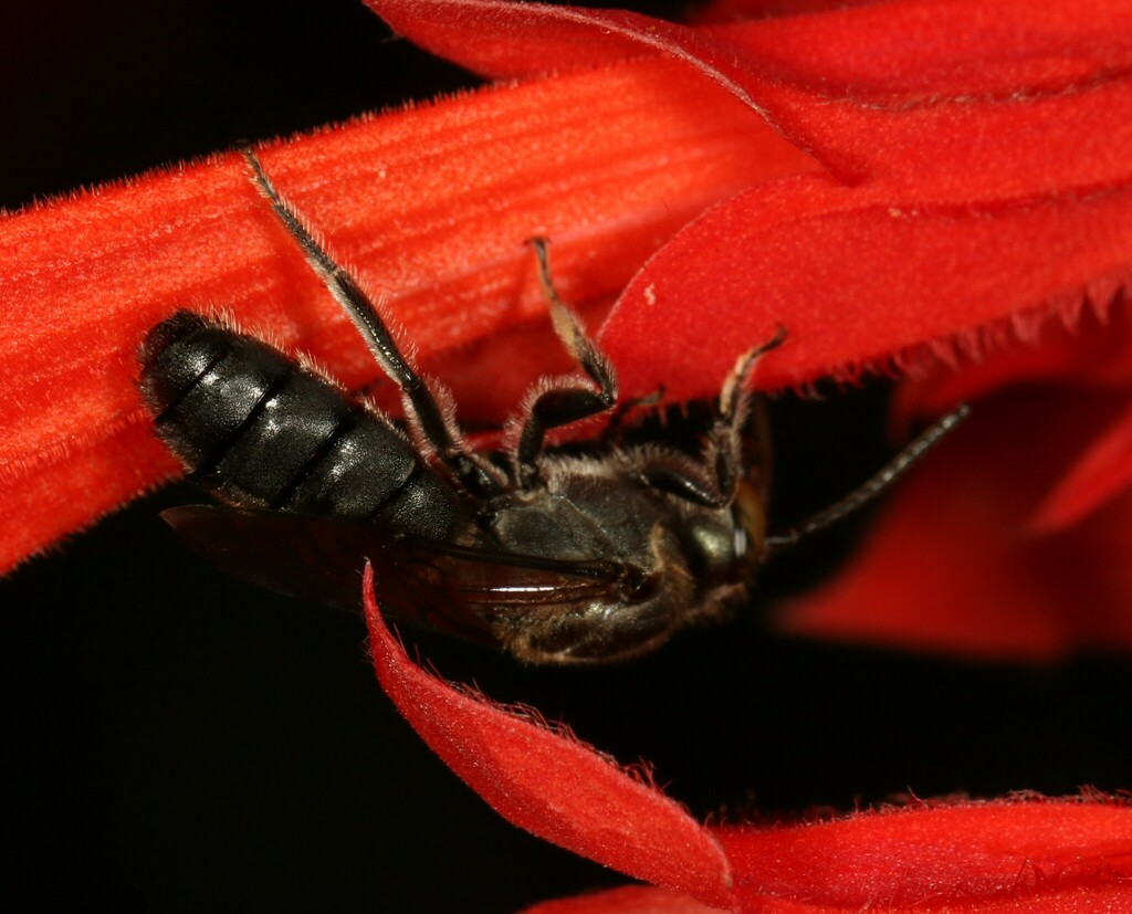Pseudaugochlora callaina