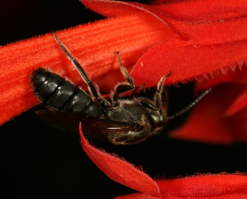 Pseudaugochlora callaina