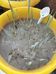 Nannorrhops ritchiana