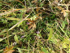 Gentianella uliginosa