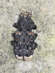 Platyrhinus resinosus