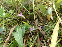 Gentianella uliginosa