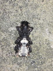 Platyrhinus resinosus
