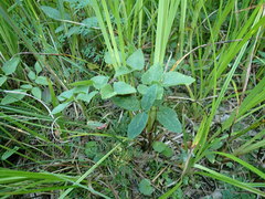 Ostericum palustre