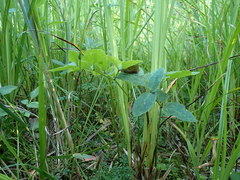 Ostericum palustre