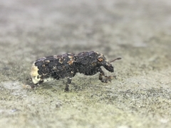 Platyrhinus resinosus