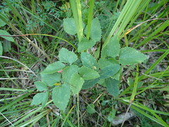 Ostericum palustre
