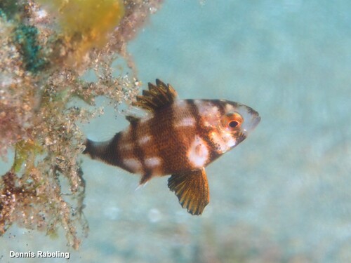Red-banded Seabream