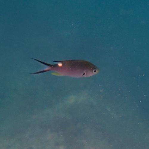 Scissortail Chromis (Azurina atrilobata)