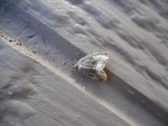 Protodeltote muscosula