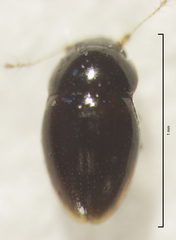 Ptenidium laevigatum