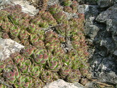 Sempervivum zelebori