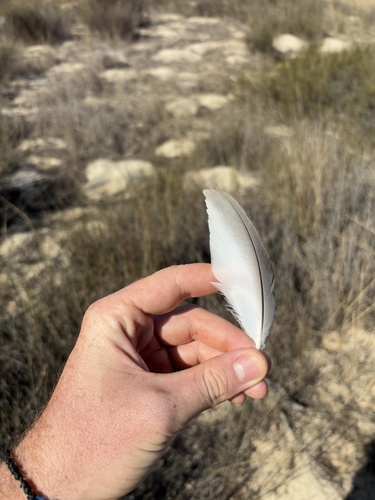 Plume de Élanion blanc