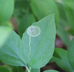 Liriomyza philadelphivora