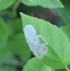 Liriomyza philadelphivora